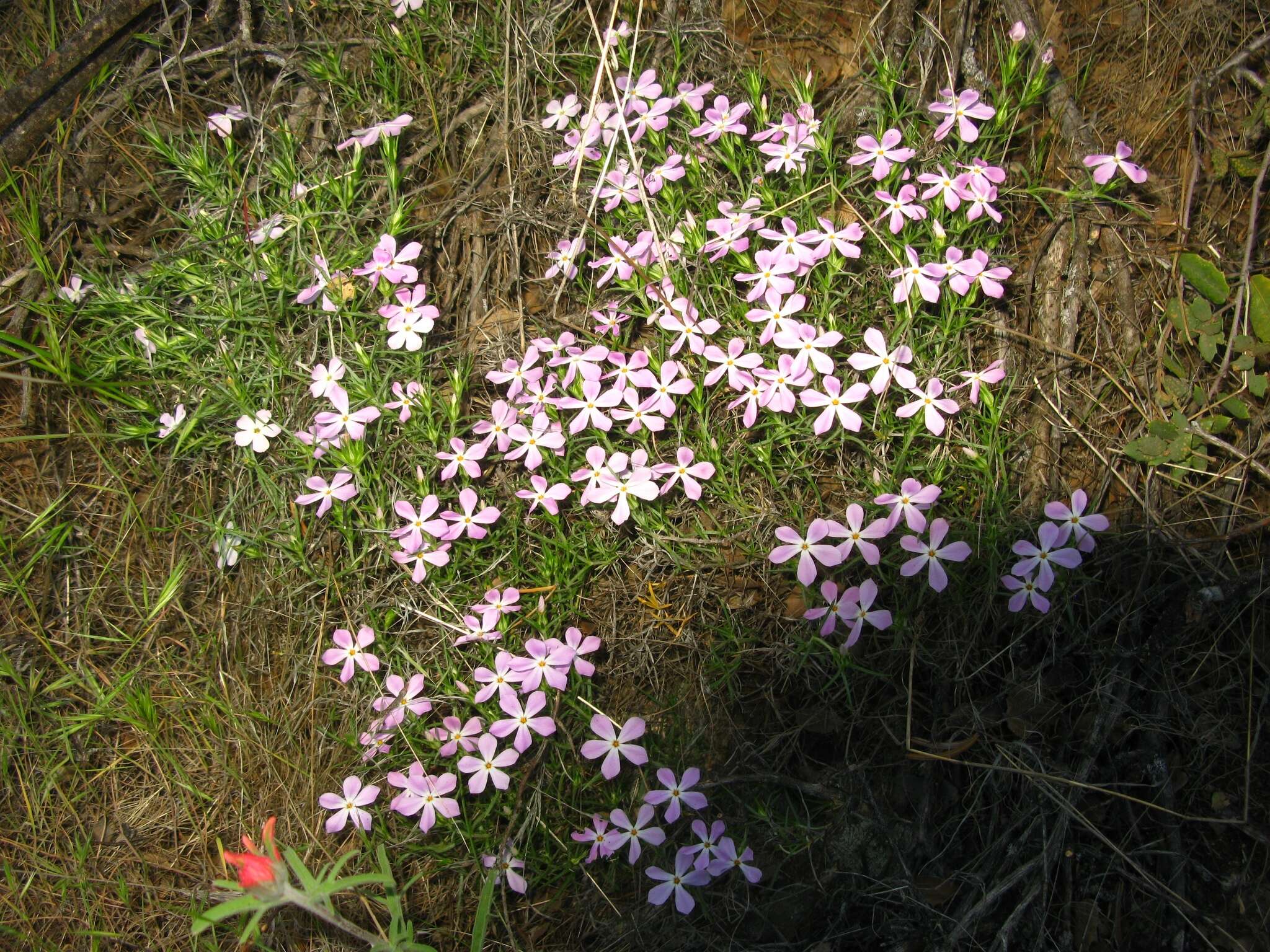 Imagem de Phlox austromontana Coville