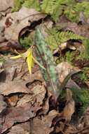 Imagem de Erythronium americanum Ker Gawl.