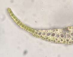 Image of dicranum moss