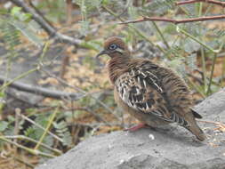 Imagem de Zenaida galapagoensis galapagoensis Gould 1841