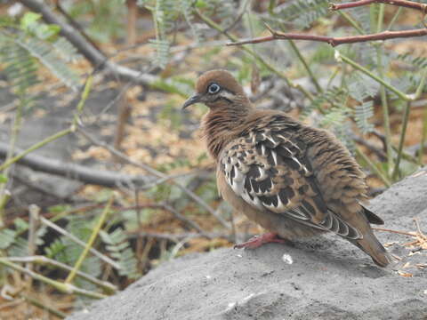 Image of Zenaida galapagoensis galapagoensis Gould 1841