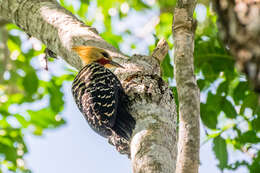 Image of Blond-crested Woodpecker