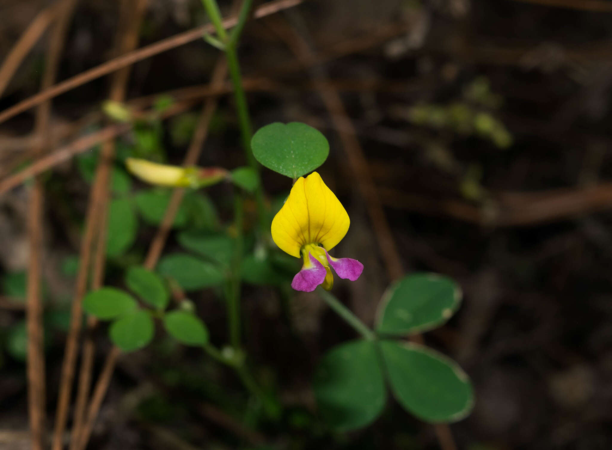 Слика од Hosackia alamosana Rose