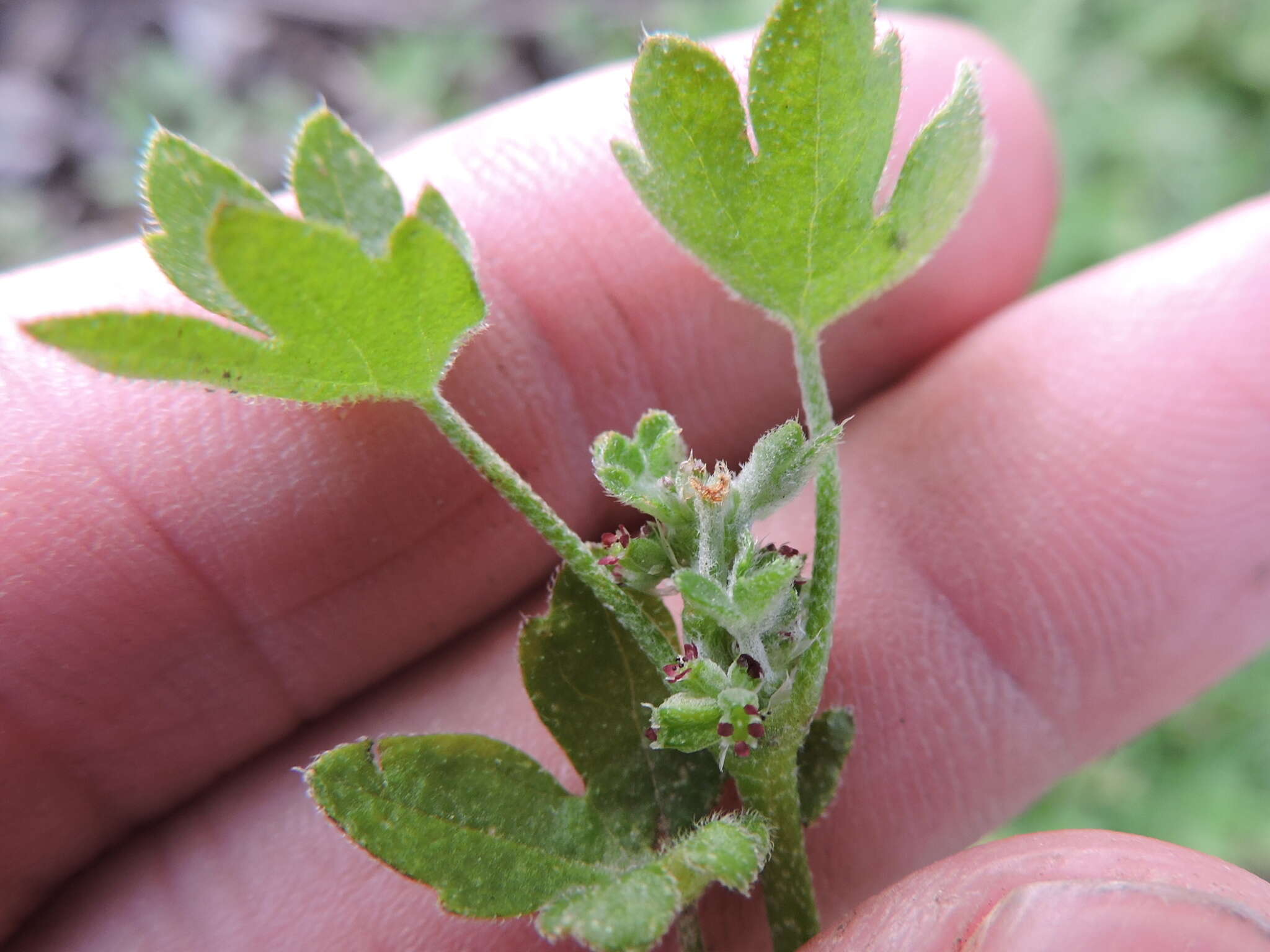 Image of hoary bowlesia