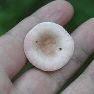 Image of Russula betularum Hora 1960