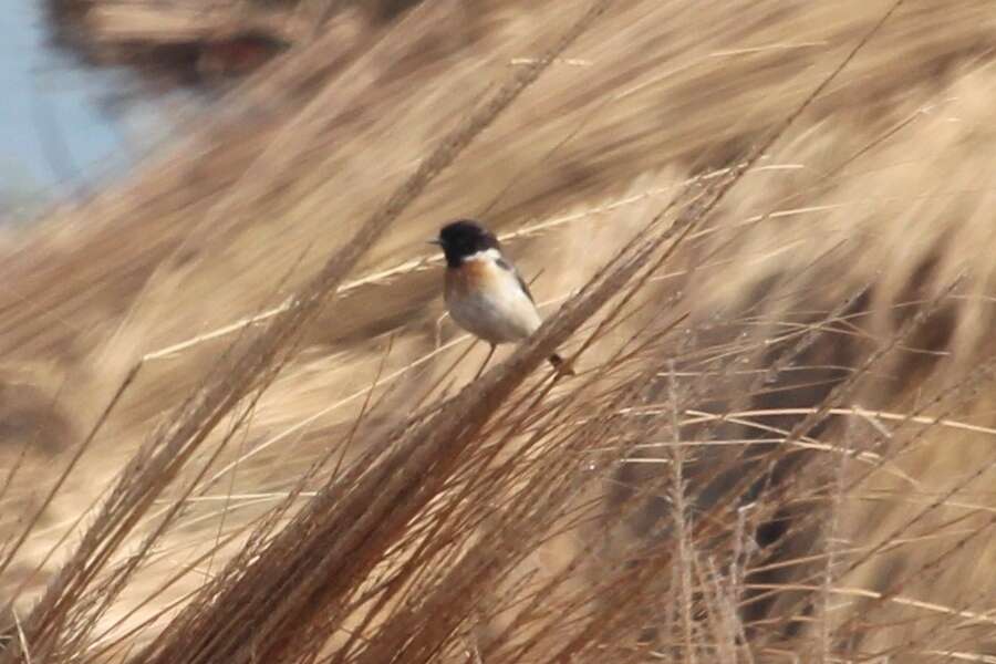 Saxicola leucurus (Blyth 1847) resmi