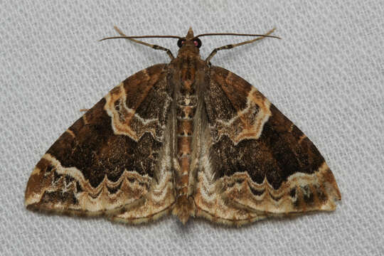 Eulithis prunata Linnaeus 1758 resmi