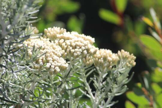 Image of Ozothamnus cinerea (Labill.) A. A. Anderberg