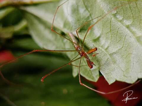 Image of Tetragnatha hasselti Thorell 1890