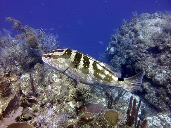 Слика од Epinephelus striatus (Bloch 1792)