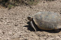 Image of Bolson Tortoise