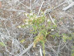 Image of Baeckea diosmifolia Rudge