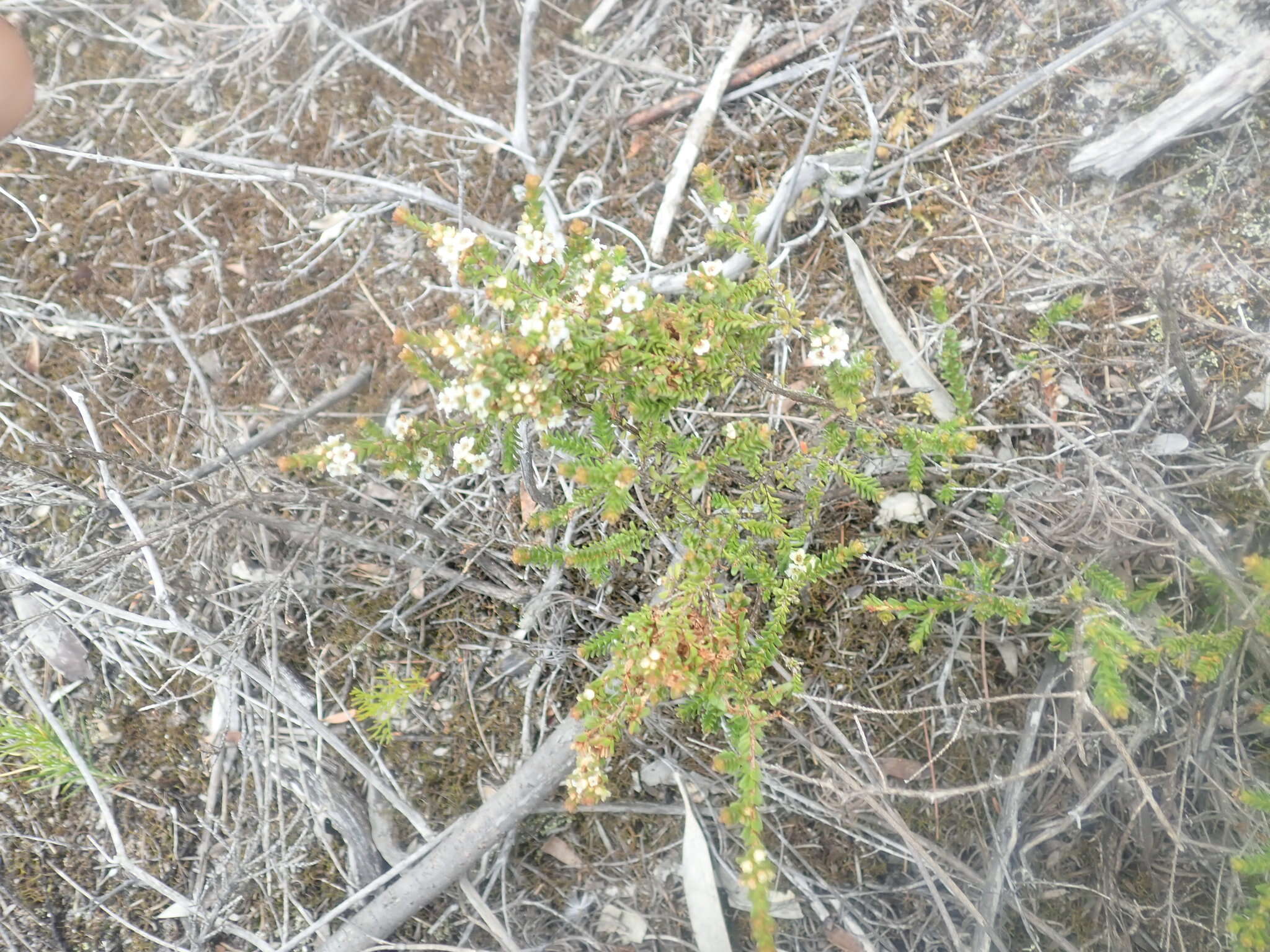 Image of Baeckea diosmifolia Rudge