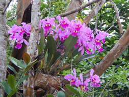 Image of Warscewicz's Cattleya