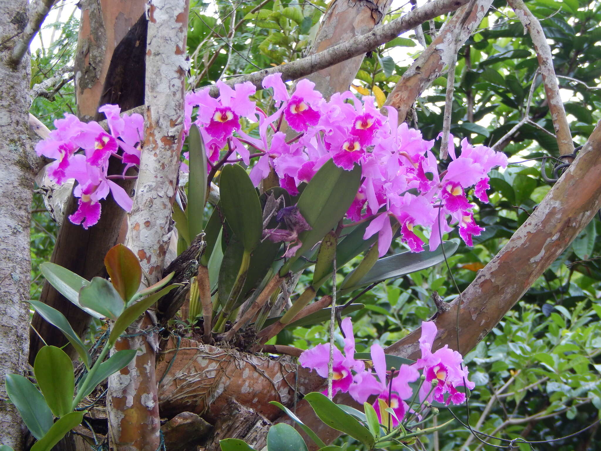 Image of Warscewicz's Cattleya