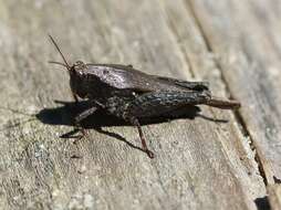 Image of Armored Pygmy Grasshopper