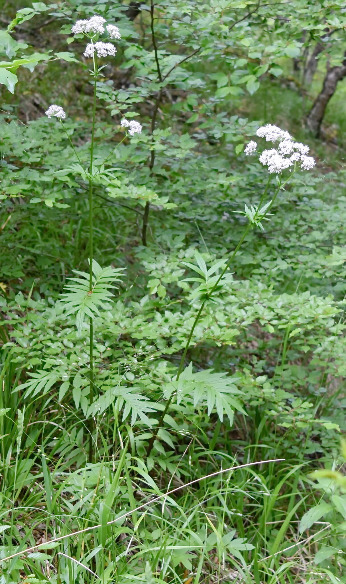 Image of Valeriana grossheimii Vorosh.