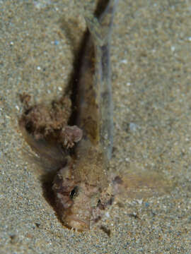 Image of Sculptured goby