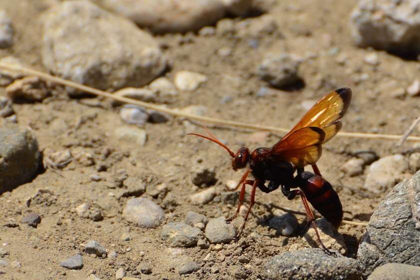 Слика од Cryptocheilus rubellus (Eversmann 1846)