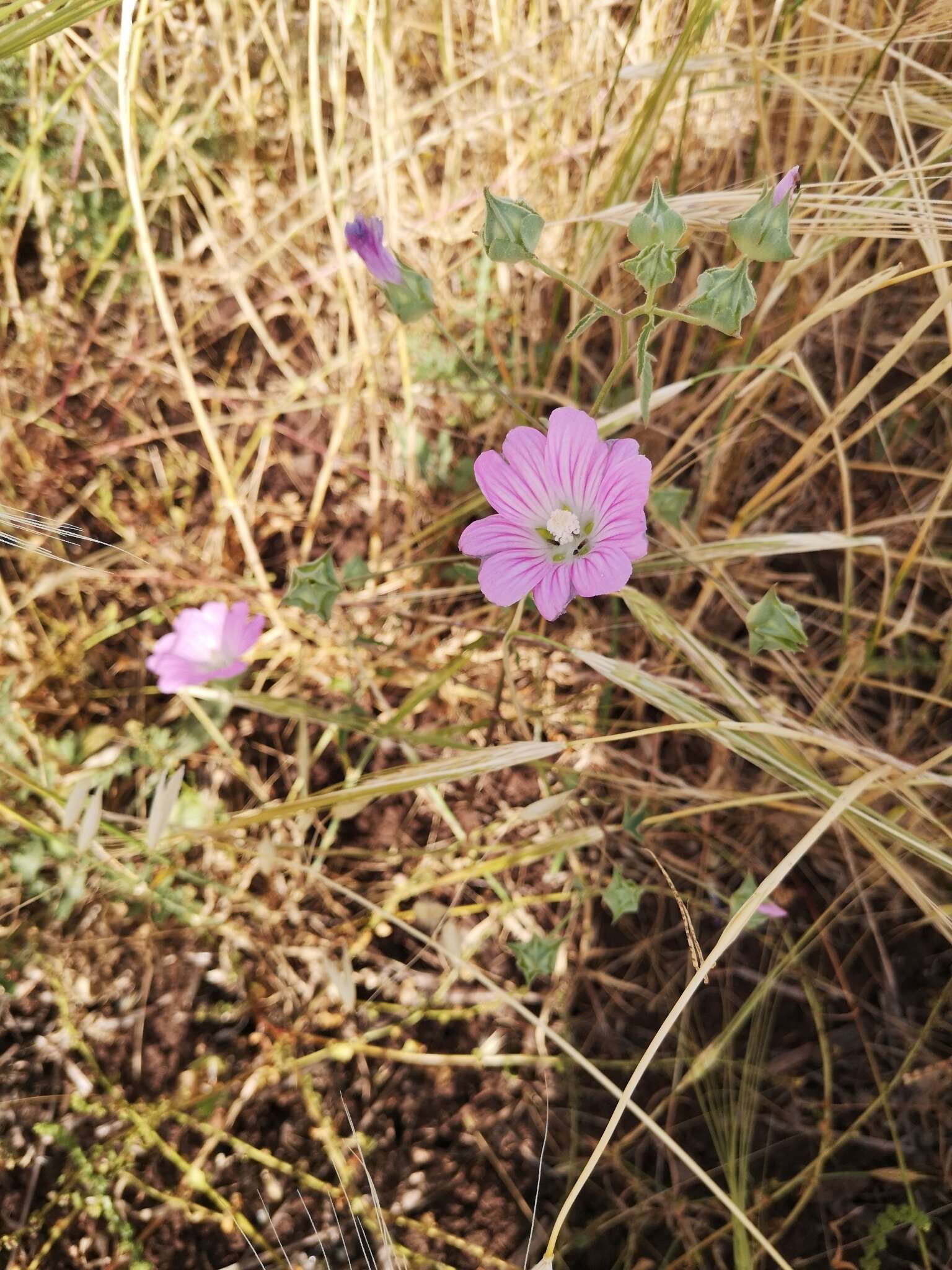 Imagem de Malva punctata (All.) Alef.