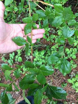 Image of Suksdorf's Hawthorn