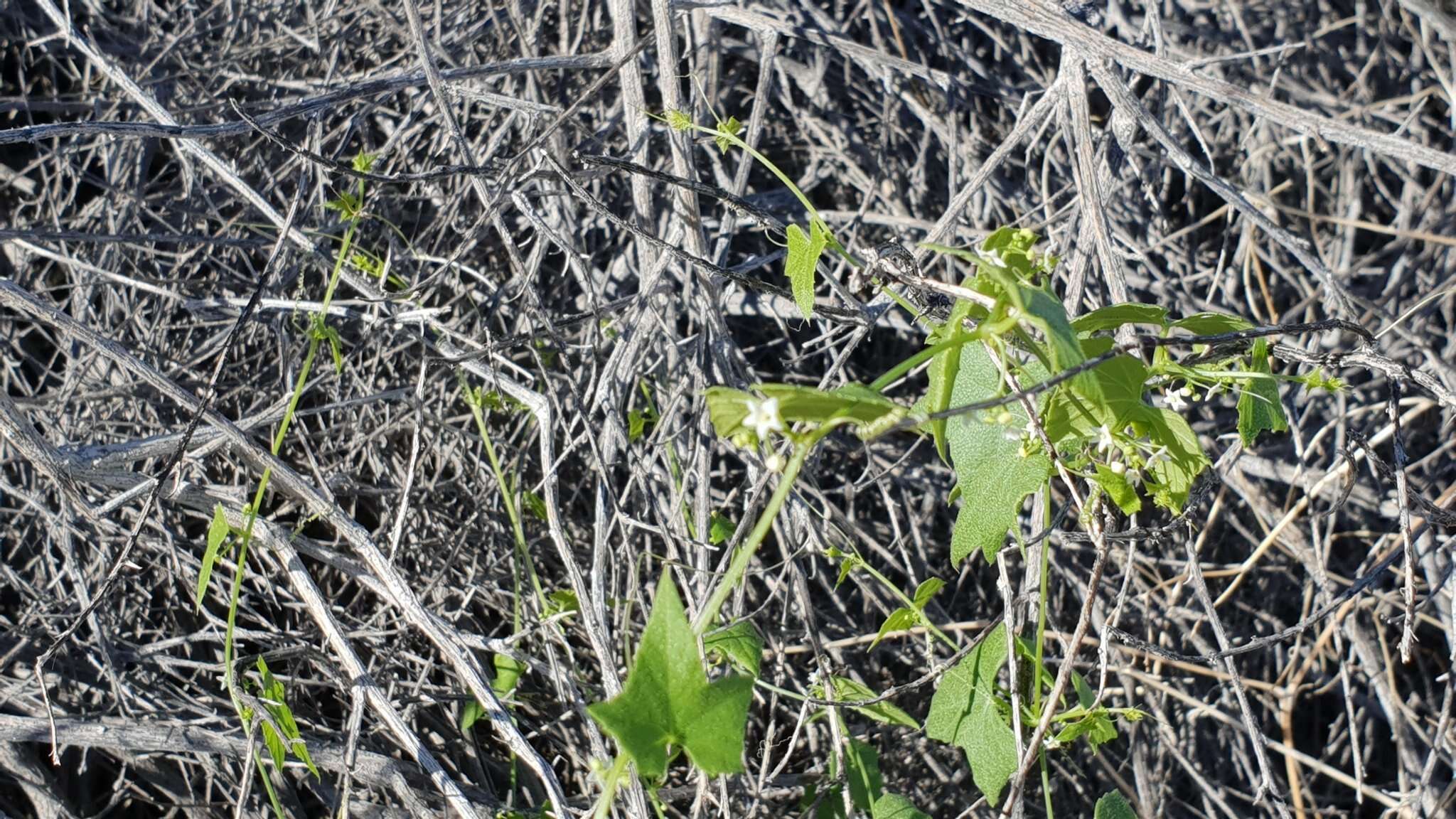 Image of desert starvine