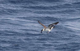 Image of Black-capped Petrel