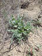 Image of Tragopogon marginifolius Pawl.