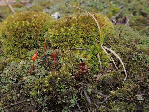 Image of buxbaumia moss