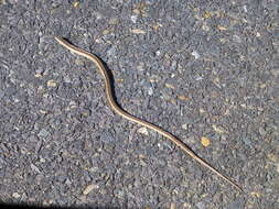 Image of Cape grass lizard