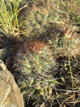 Image of mountain ball cactus