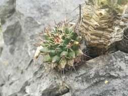 Image of Mammillaria melanocentra Poselg.