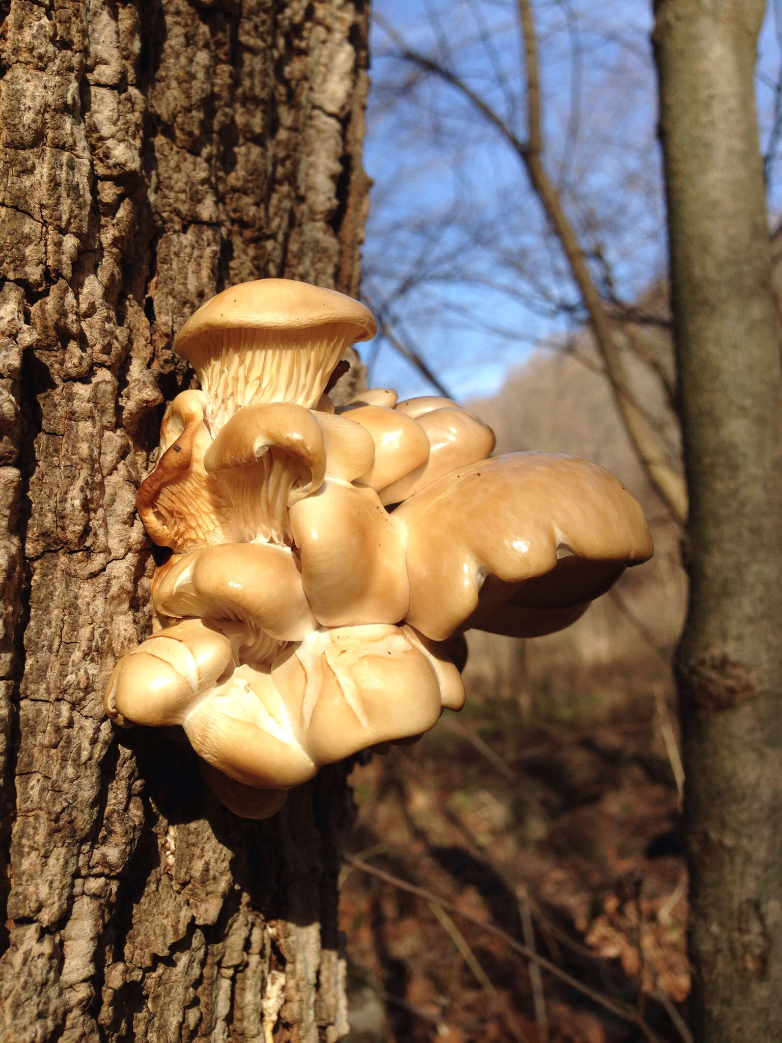 Image of Pleurotus ostreatus (Jacq.) P. Kumm. 1871