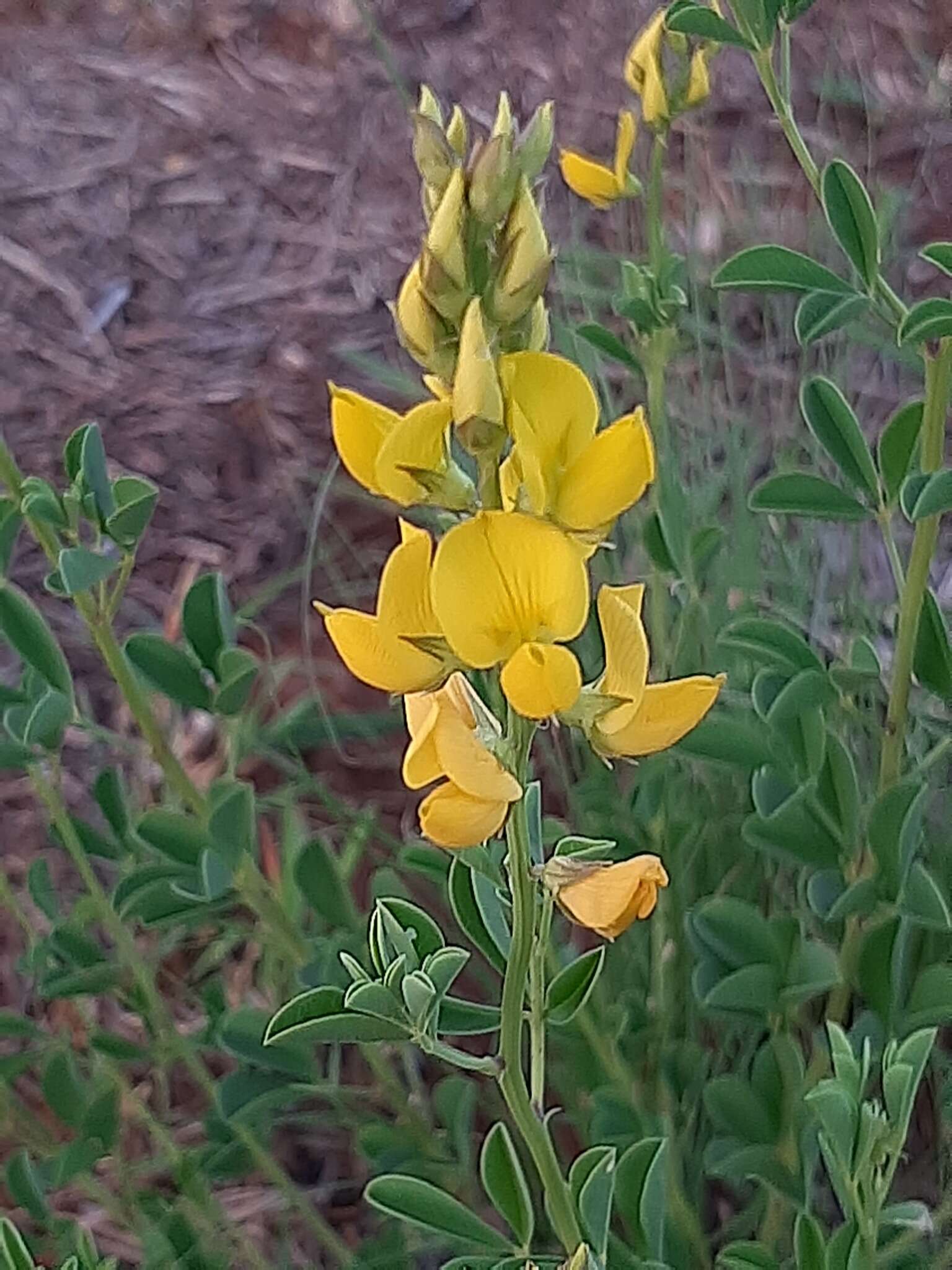 Image of Crotalaria magaliesbergensis