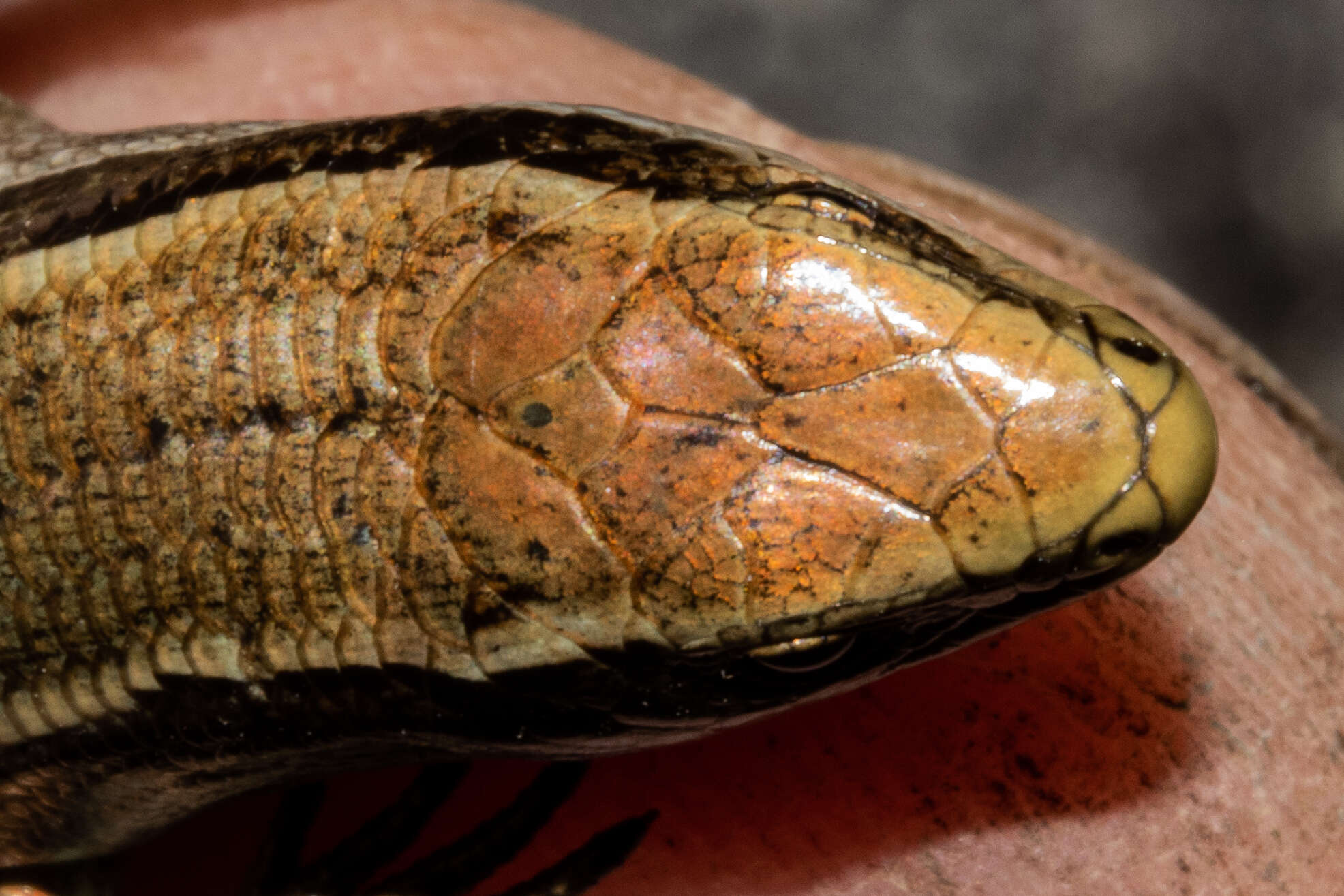 Image of Eyres skink