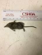 Image of Cinereus Shrew (Masked Shrew)