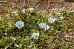 Image of Gentiana depressa D. Don