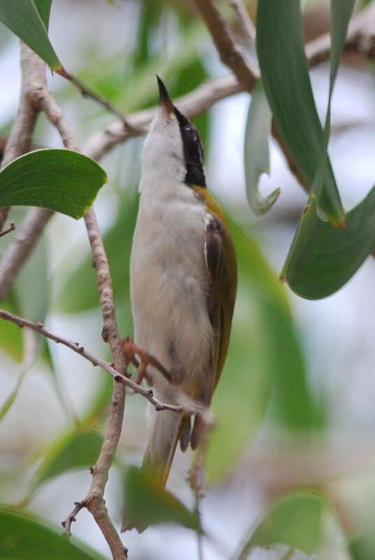 Image of White-throated Honeyeater