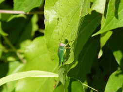 Image of Black-legged Meadow Katydid