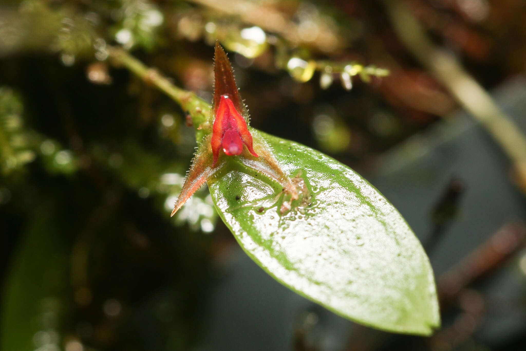 Image of Luquillo Mountain babyboot orchid