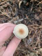 Lepiota castaneidisca Murrill 1912 resmi