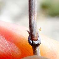 Image of Boundary Ephedra