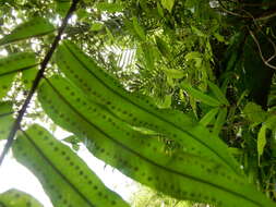 Image of giant swordfern