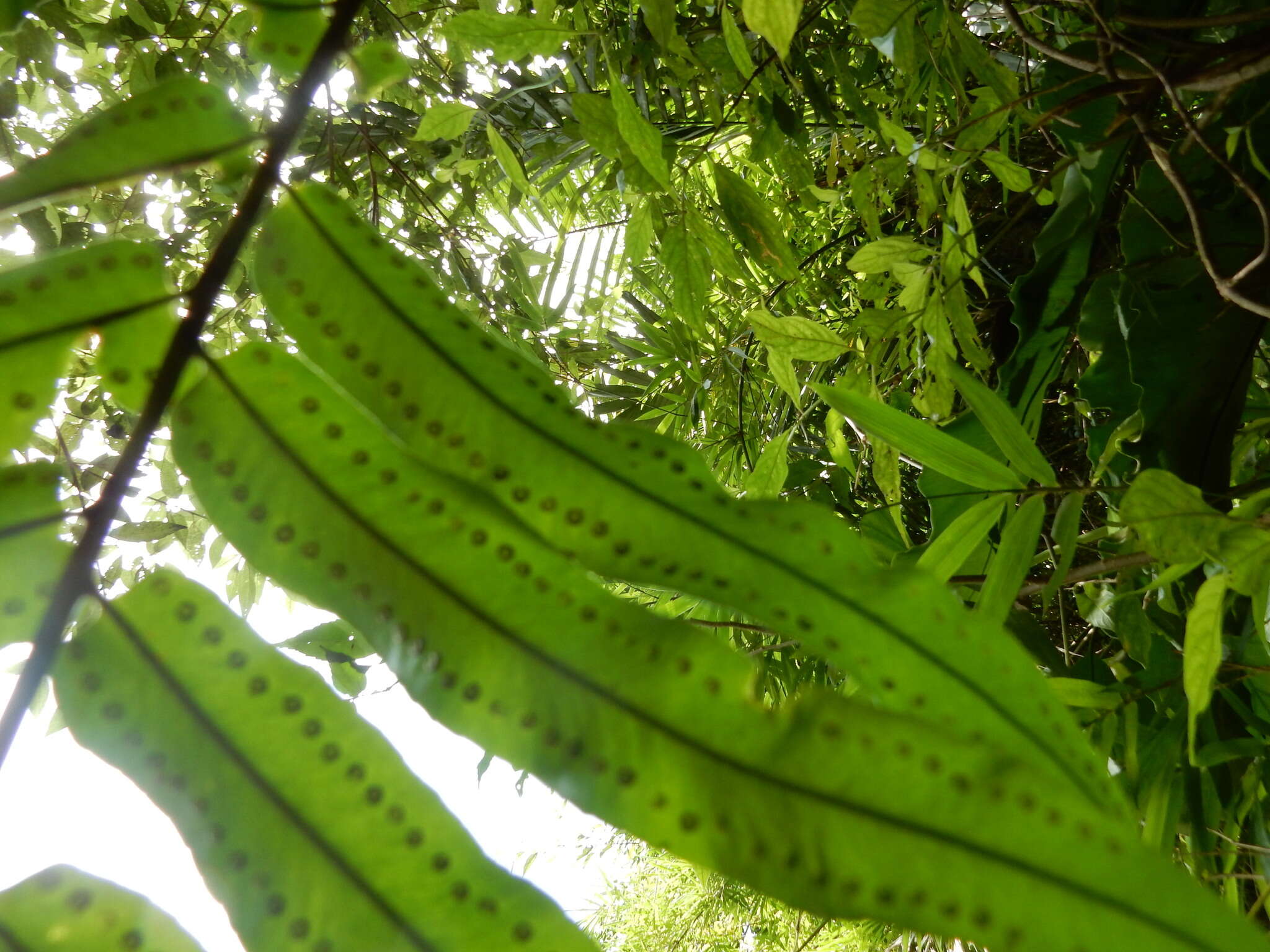 Image of giant swordfern