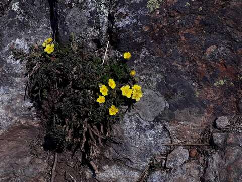 Image of Potentilla pusilla Host