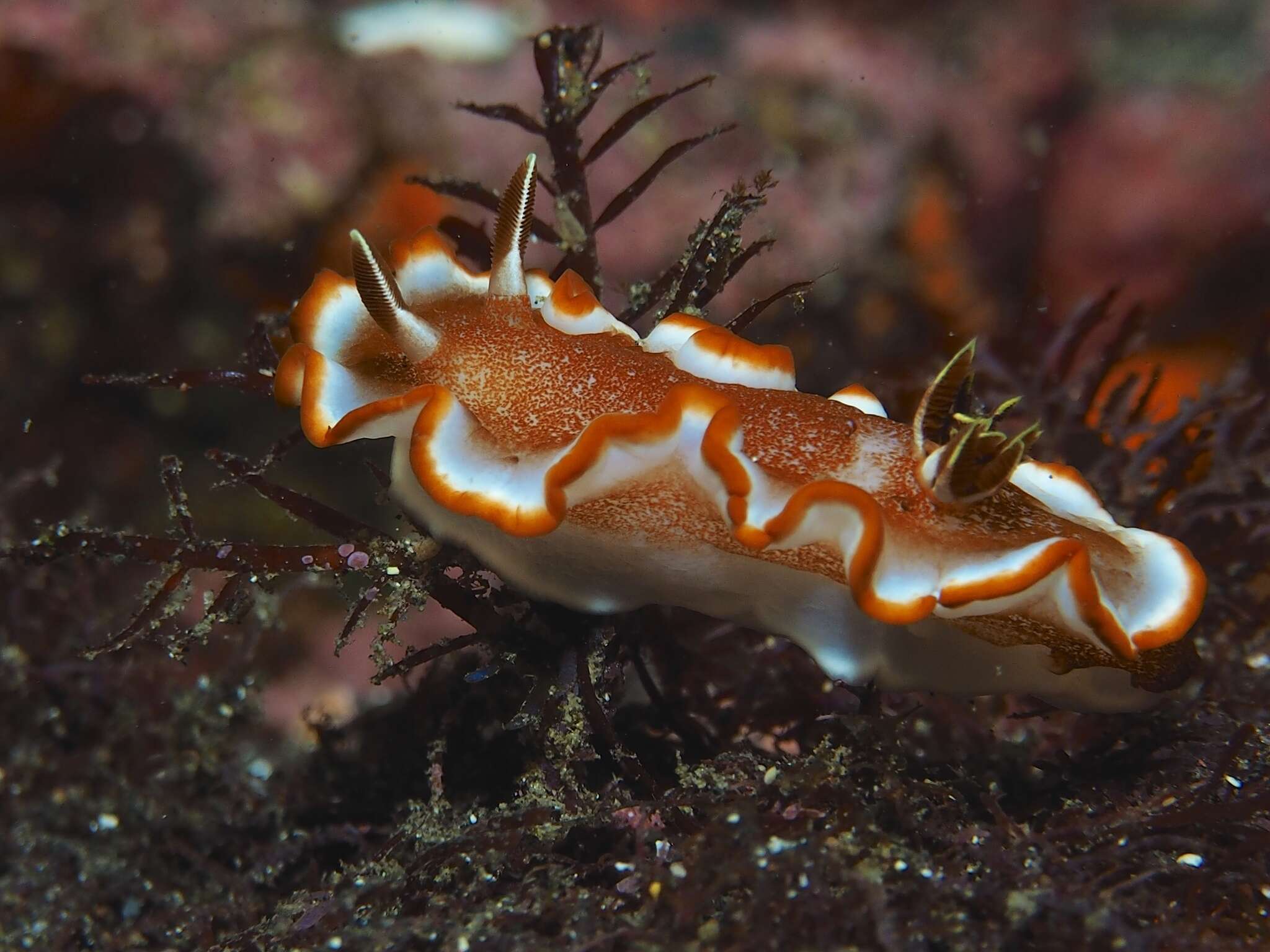 Image of Red-margined orange slug