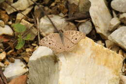 Image of Grey Pansy Butterfly