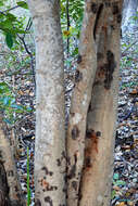 Image of Leichardt-bean