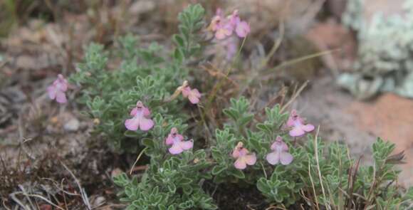 Image of Salvia axillaris Moc. & Sessé ex Benth.