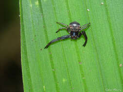 Image of Strophius albofasciatus Mello-Leitão 1929